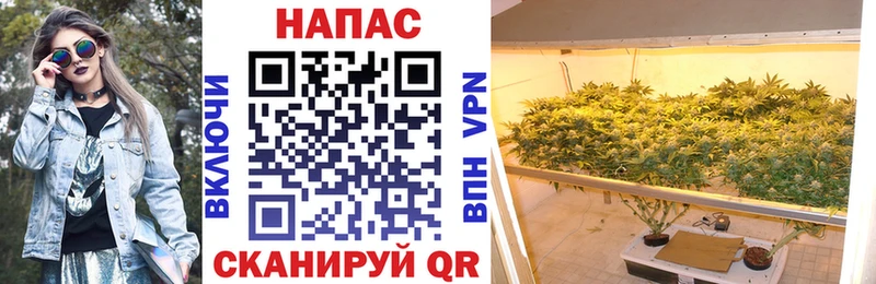 Конопля SATIVA & INDICA  как найти закладки  Спасск-Рязанский 